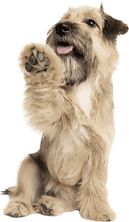 Riley, a scruffy sandy-coloured terrier, sitting up and raising one paw
